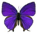 butterfly-purple.jpg